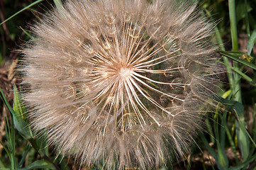 Image showing Dandelion seeds