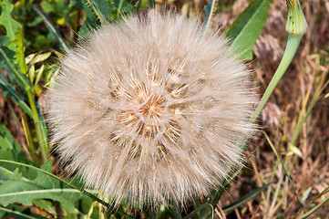 Image showing Dandelion seeds