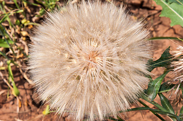 Image showing Dandelion seeds