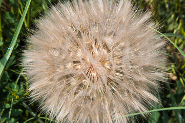 Image showing Dandelion seeds