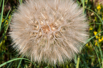 Image showing Dandelion seeds