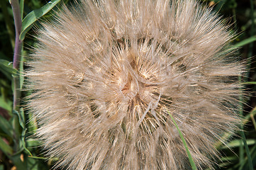 Image showing Dandelion seeds