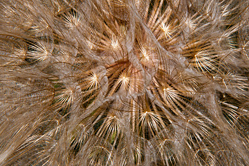 Image showing Dandelion seeds