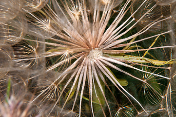 Image showing Dandelion seeds