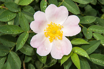 Image showing Flower dog rose after the rain