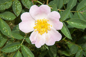 Image showing Flower dog rose after the rain