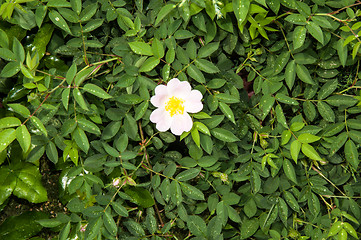 Image showing Flower dog rose after the rain