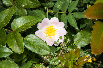 Image showing Flower dog rose after the rain
