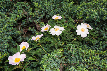 Image showing Flower dog rose after the rain