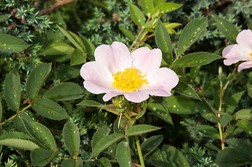 Image showing Flower dog rose after the rain