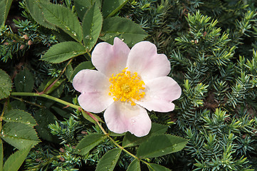 Image showing Flower dog rose after the rain