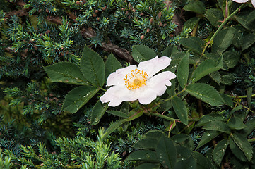 Image showing Flower dog rose after the rain