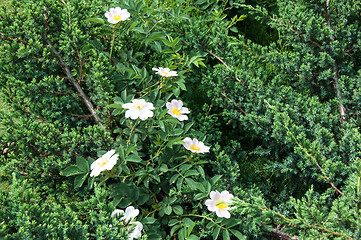 Image showing Flower dog rose after the rain