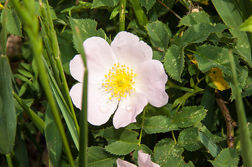 Image showing Flower dog rose after the rain