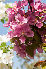 Image showing Pink flowers spring crabapple.