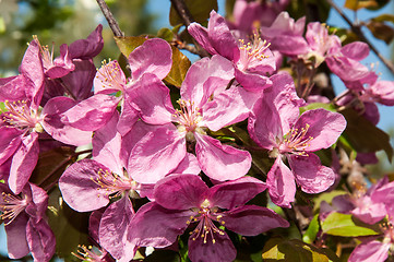 Image showing Pink flowers spring crabapple.