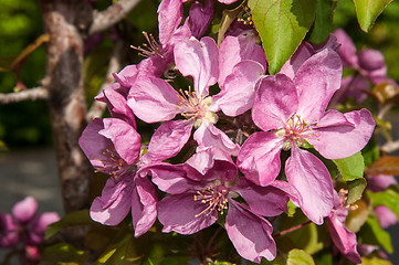 Image showing Pink flowers spring crabapple.