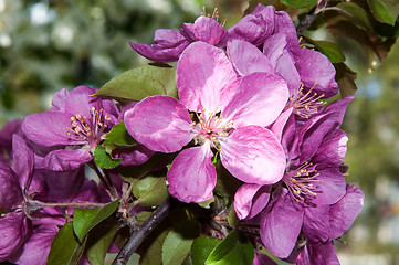 Image showing Pink flowers spring crabapple.