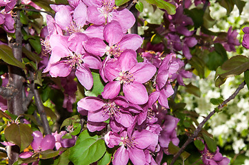 Image showing Pink flowers spring crabapple.