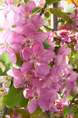 Image showing Pink flowers spring crabapple.