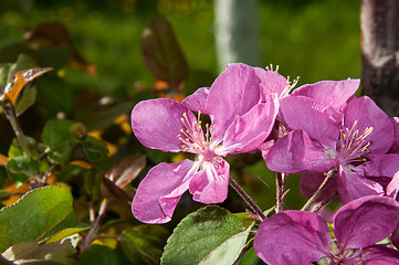 Image showing Pink flowers spring crabapple.