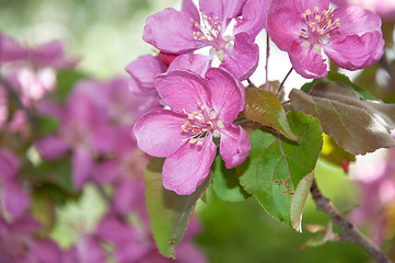 Image showing Pink flowers spring crabapple.