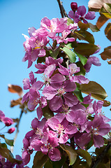 Image showing Pink flowers spring crabapple.