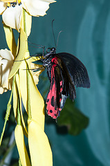 Image showing Butterfly Purple Rose or Pachliopta kotzebuea