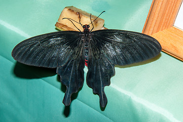 Image showing Butterfly Purple Rose or Pachliopta kotzebuea