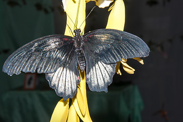 Image showing Butterfly Purple Rose or Pachliopta kotzebuea