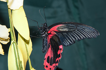 Image showing Butterfly Purple Rose or Pachliopta kotzebuea