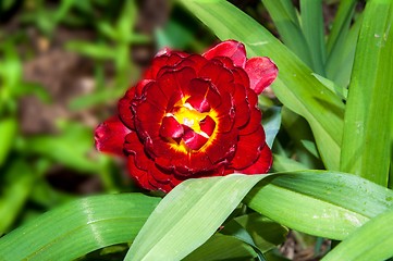 Image showing Flower of Tulip