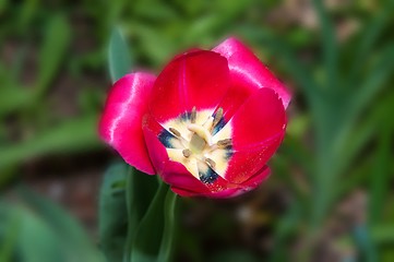 Image showing Flower of Tulip