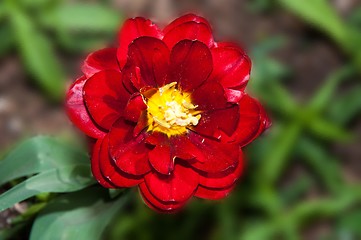 Image showing Flower of Tulip