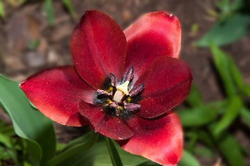 Image showing Flower of Tulip