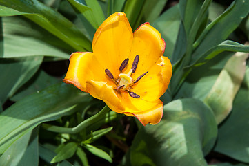 Image showing Flower of Tulip