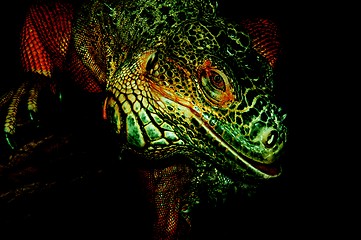 Image showing Red iguana,