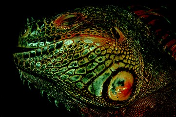 Image showing Red iguana,