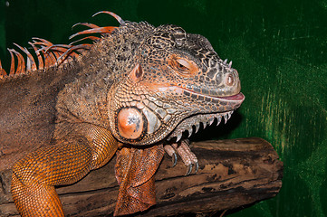 Image showing Red iguana