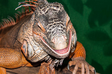 Image showing Red iguana