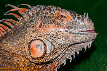 Image showing Red iguana