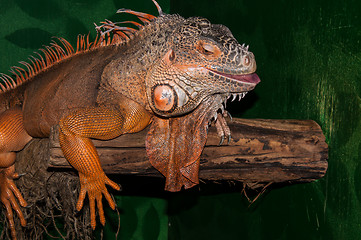 Image showing Red iguana