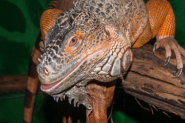 Image showing Red iguana