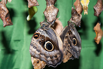 Image showing Transformation of the chrysalis to Butterfly sailboat