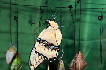 Image showing Transformation of the chrysalis to Butterfly sailboat