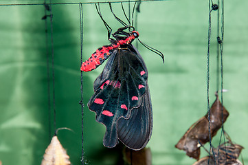 Image showing Transformation of the chrysalis to Butterfly sailboat