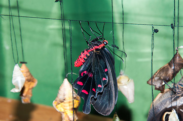 Image showing Transformation of the chrysalis to Butterfly sailboat