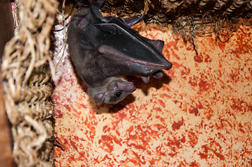 Image showing Egyptian fly dog or Rousettus aegyptiacus