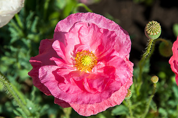 Image showing Papaver or poppy flower