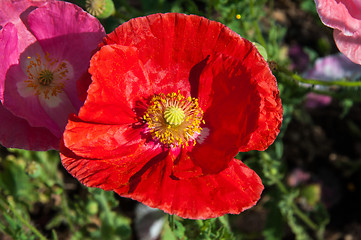 Image showing Papaver or poppy flower